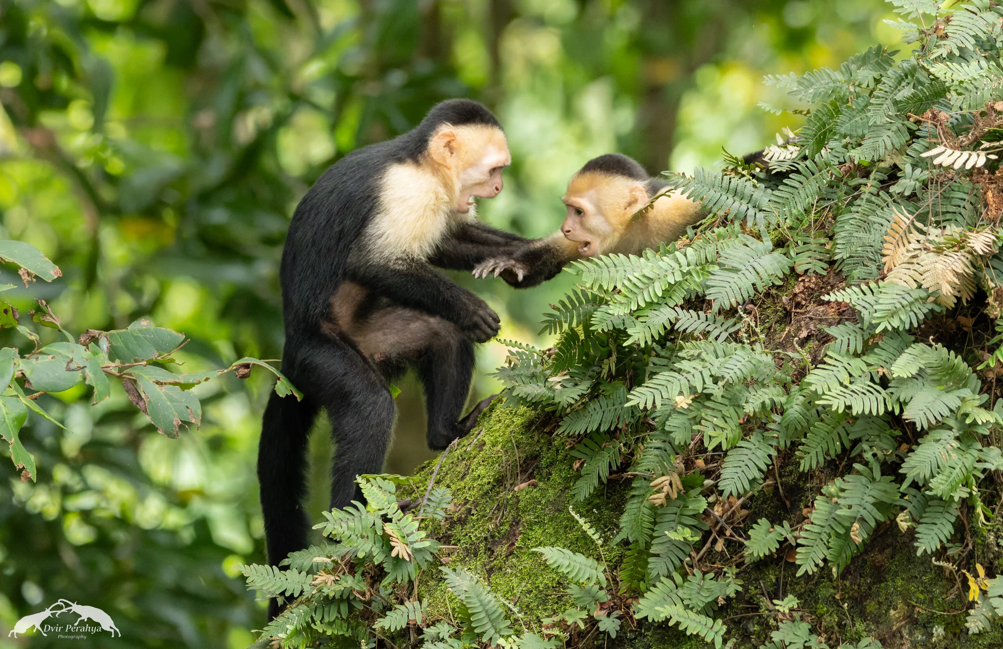 Capuchin monkey, Monteverde